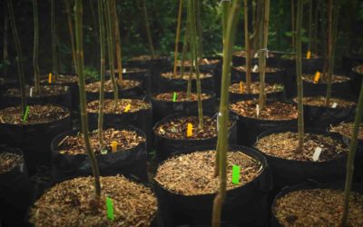 Support Savannah’s First Community Tree Nursery